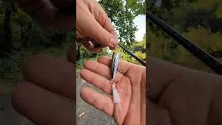 Catching a Green Sunfish with Rebel Pop-R fishing lure #fishing