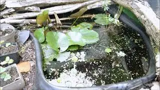 Paradiesfische im Miniteich,  Makropode, Macropodus opercularis, Labyrinthfische , Teich, Seerose