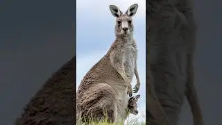 What Is the Difference Between Marsupials and Placental Mammals? #mammals #marsupials #placental