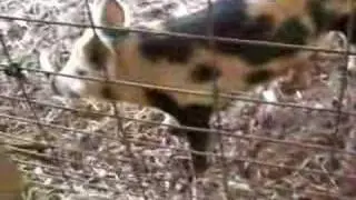Pig Oinking