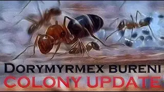 🐜 Dorymyrmex bureni - Colony Update [Tydzień 8]