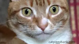 Stealing Coin Cat Piggy Bank
