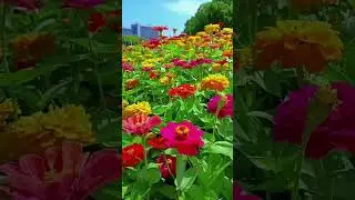 Mesmerizing Nature Moments | #RelaxingMusic #Flowers #CalmPiano