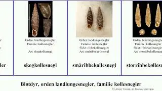 Bl&oslash;tdyr, orden landlungesnegler, familie k&oslash;llesnegler mollusca gitterk&oslash;llesnegl nordk&oslash;llesnegl