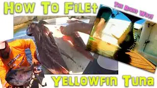 How to filet Tuna Jim Baugh Outdoors TV