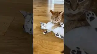 высшая жертва