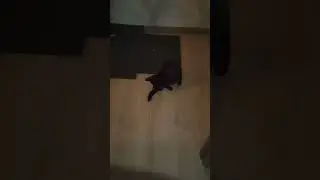 Что-то лапки мёрзнут, зима настала  ) #оле7 #ластёна #cats #cat #котофейка #видосыоткота #котэ