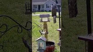 Female Boat tailed Grackle #birdslover #birds #birdsounds #birdwatching
