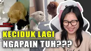 WADUH KUCING INI KECIDUK LAGI ... | REACTION DEMIK ANIMAL