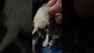 kittens abandoned by their mother on the street