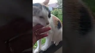 Luna Baru Pulang Dari Clubing sama Robby #catvideos