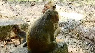 So poor! Why monkey mom Duchess catches up baby Duke tail pull back like this? Duke scare of this