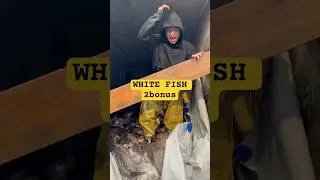 🐟Exclusive Bonus for Subscribers#cooking #fishing #shorts #rek