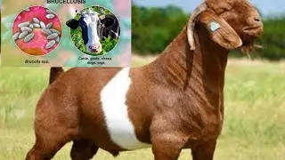 Qurbani Animal Selection Tips | Brucellosis Symptoms, Transmission & Treatment Explained