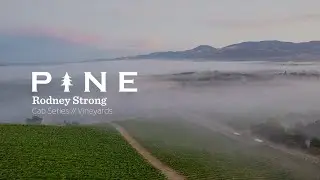 Pine Photo and Video: Rodney Strong // Cabernet Vineyards
