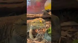 Available Adult Male Bearded Dragon from Cold Blood Creations #beardeddragon