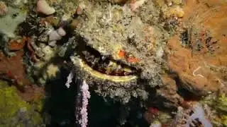 Extra Divers Virgin Cocoa: Stunning Nature