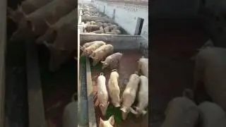 Royal Green Pig Farm, Dighal, Jhajjar, Haryana, 9868601471, 8383003017
