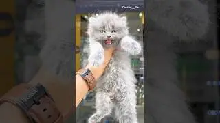 Kitten meowing 😻 / Cat sound | Cat voice | Cat videos | Persian Cat | Cats | Funny Cat #shorts