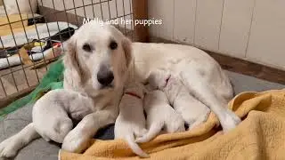 Molly and Phoebe Puppies | A View from the Puppy Palace