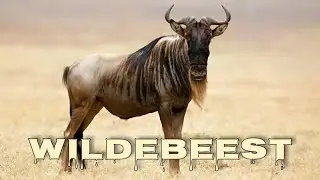 Blue wildebeest sound
