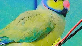 सुबह सुबह के गुड मॉर्निंग दोस्तों आज देखो क्या हो रहा है 👍🦜