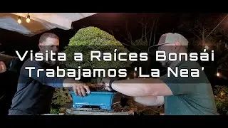 Visité a Raíces Bonsái y trabajamos “La Nea” – Amabi Bonsai Tropical Puerto Rico