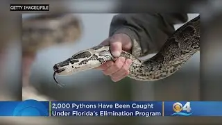 2,000 Pythons Caught Under Florida's Python Elimination Program