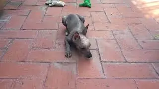 Mexican hairless dog miniature, Xoloitzcuintle miniatura, Xolo mini, cute puppy #puppy #cute #pets 