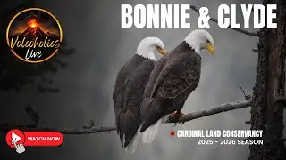 🔴 LIVE: Bald Eagle Nest 🦅 24/7 Eagle Cam | Partnered with Cardinal Land Conservancy