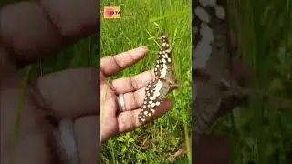 🦋Butterfly|Borboleta|ผีเสื้อ|sommerfugl|fi&eth;rildi|vlinder|skoenlapper #coronadigitaltv #india #shorts