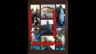 Testimoni Lure Ofmer Xdeep85 Rainbow Mangrove Jack, Blackbass, Barramundi