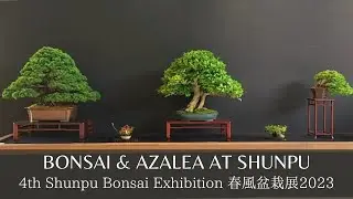 Bonsai and Azalea at 4th Shunpu Exhibition 2023 第4回春風盆栽展:盆栽＆皐月