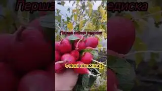 #autumnRadish#VitaminsOctober#Miracle#Adele#2025 #homefood #garden #music #vegetables #cherkassy