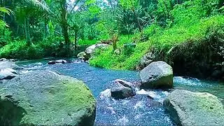 Relaxing Woodland Ambience with Subtle Water Sounds for Peaceful Sleep & Stress Relief