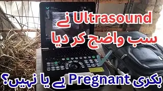 Pregnancy Check in goats I Best easy method to check pregnancy of goats I How to check pregnant goat