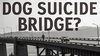 The Mystery of the Overtoun Bridge &ndash; Where Dogs Leap to Their Deaths