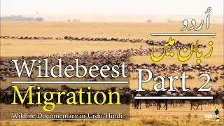 Wildebeest Migration 2024 Wildlife documentary in Urdu & Hindi PART 2 #wildlifeanimals #netgeo