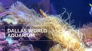 Amazing marine life at the Dallas World Aquarium
