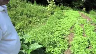 August Garden Update