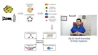 Regenerative Cell Therapy for Impotence Erectile Dysfunction STEM Cell Therapy