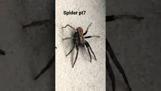 Spider pt7 #nature #conservation #wildlife #travel #biodiversity #insects #spider