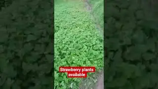 limited stock !!! strawberry plants for sale 9816757642 #fruitplantnursery #strawberry #appleplant