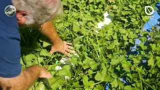Magos IS prova que a rega certa faz toda a diferen&ccedil;a na cultura da batata-doce