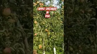 Apple Farm in USA #appleorchard #applefarm #usa