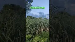 Natural beauty! Field in village in rainy season, 