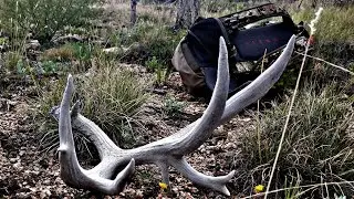 FINDING THE BIGGEST DEER SHED OF MY LIFE