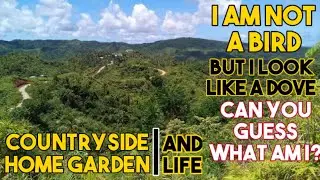 Native orchids specie