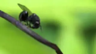 コバチがあけびの蔓を傷つける