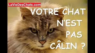 Pourquoi votre chat n&rsquo;est pas c&acirc;lin ? 🐱